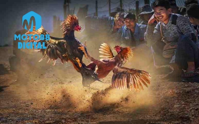 đá gà trực tiếp c1
